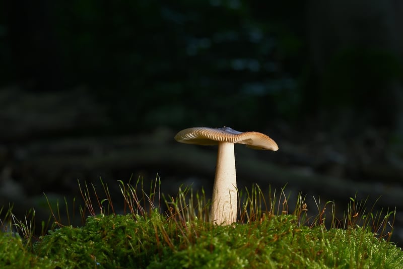 Forest Bathing